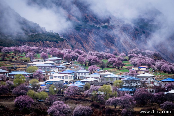林芝桃花