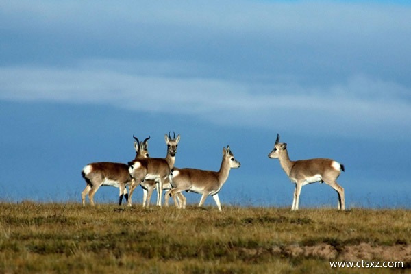 西安到西藏旅游線路